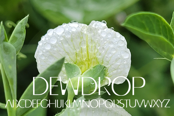 DEWDROP Font by Kachina